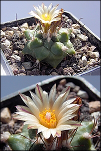 Turbinicarpus_swobodae.jpg